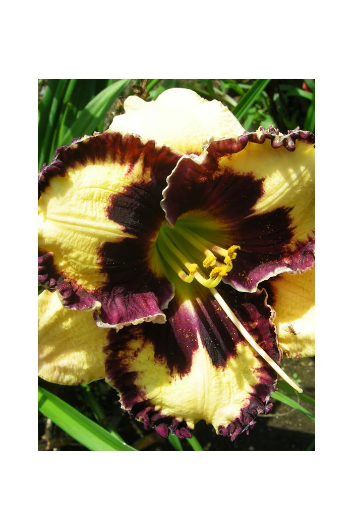 liliowiec, hemerocallis