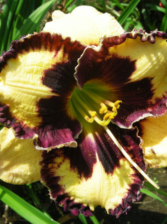 liliowiec, hemerocallis