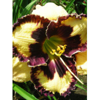 liliowiec, hemerocallis