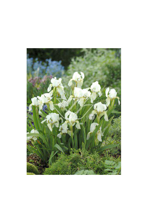 Kosaciec niski 'Schwanensee' Iris pumila