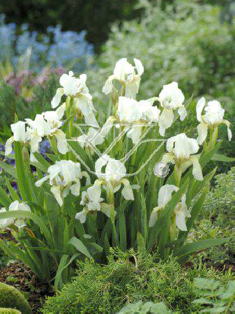 Kosaciec niski 'Schwanensee' Iris pumila