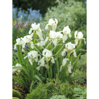 Kosaciec niski 'Schwanensee' Iris pumila