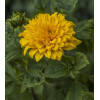 Słonecznik 'Sunshine Daydream' | Helianthus