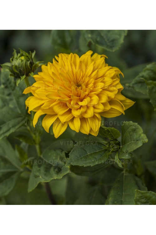 Słonecznik 'Sunshine Daydream' | Helianthus