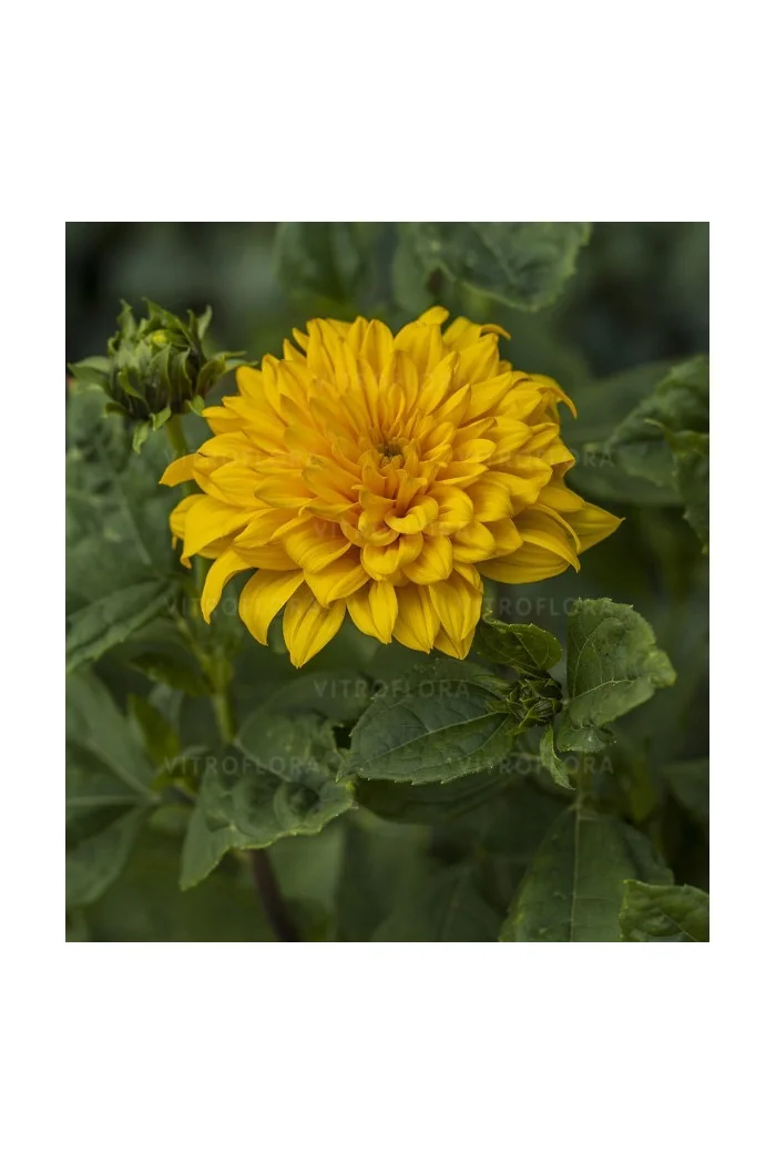 Słonecznik 'Sunshine Daydream' | Helianthus