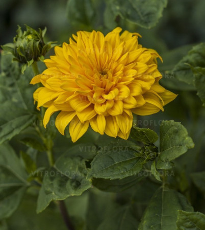 Słonecznik 'Sunshine Daydream' | Helianthus