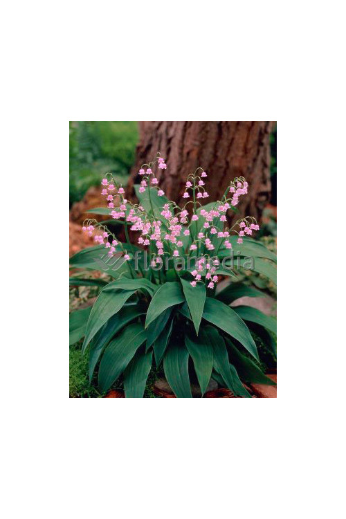 Konwalia majowa 'Rosea' | Convallara majalis