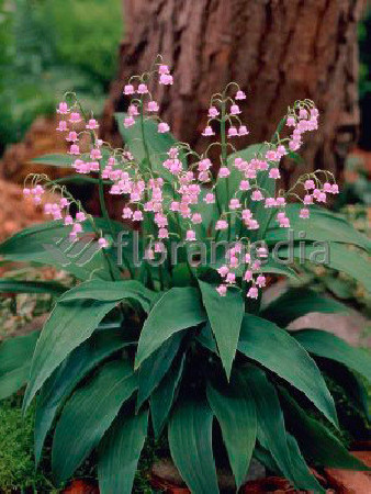 Konwalia majowa 'Rosea' | Convallara majalis