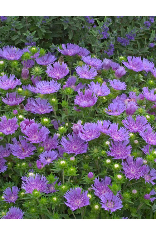 Stokezja gładka 'Peachie’s Pick' | Stokesia laevis