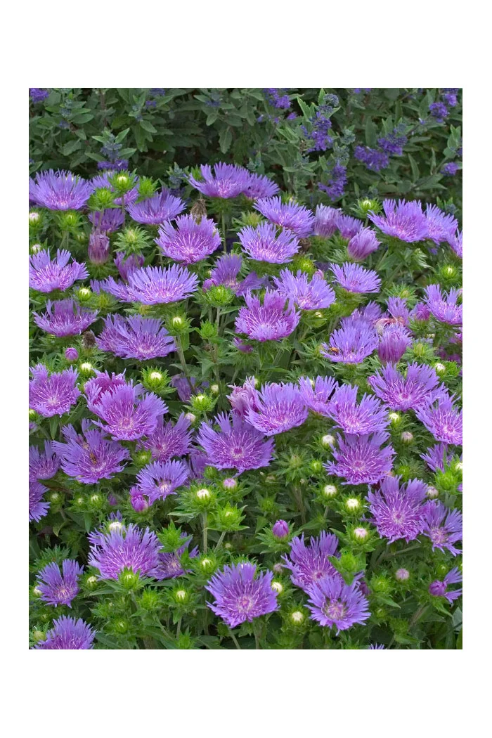 Stokezja gładka 'Peachie’s Pick' | Stokesia laevis