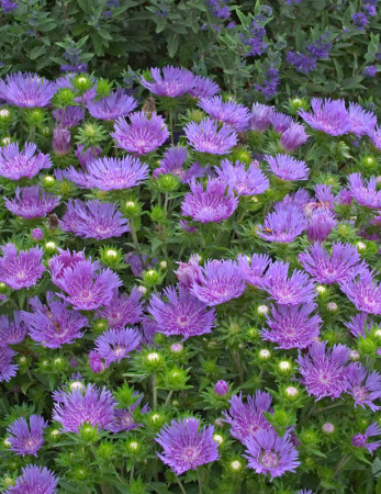 Stokezja gładka 'Peachie’s Pick' | Stokesia laevis