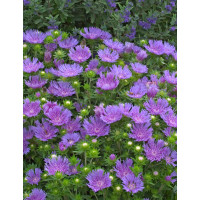 Stokezja gładka 'Peachie’s Pick' | Stokesia laevis