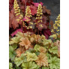 Żurawka 'Topaz Jazz' | Heuchera