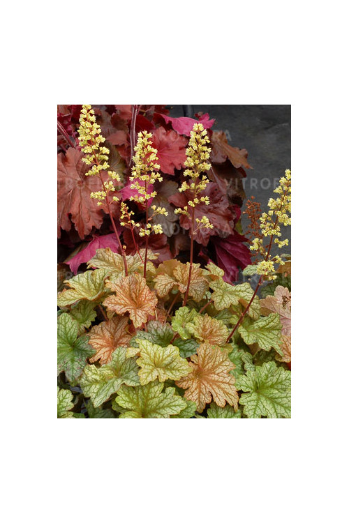 Żurawka 'Topaz Jazz' | Heuchera