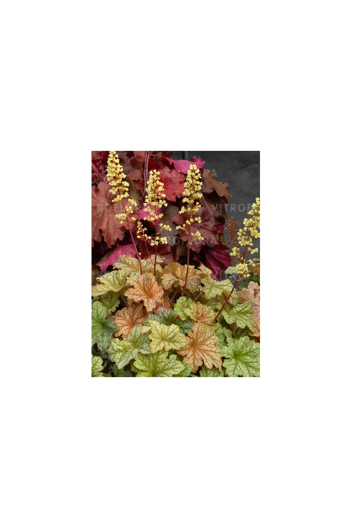 Żurawka 'Topaz Jazz' | Heuchera