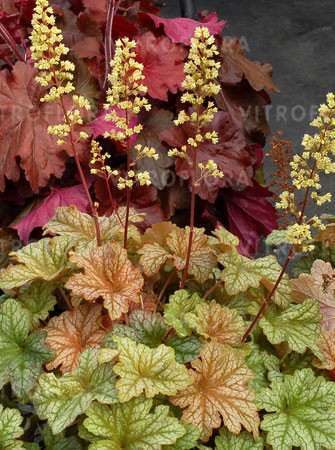 Żurawka 'Topaz Jazz' | Heuchera