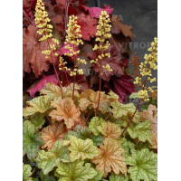 Żurawka 'Topaz Jazz' | Heuchera