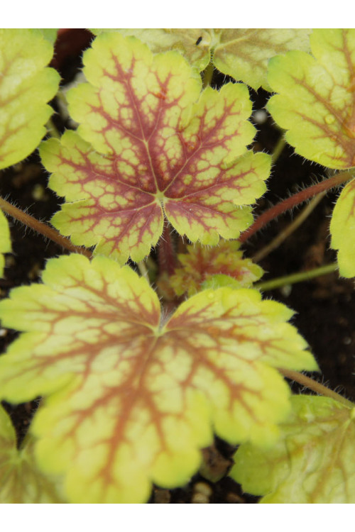 Żurawka MASTER PAINTER 'Da Vinci' Heuchera