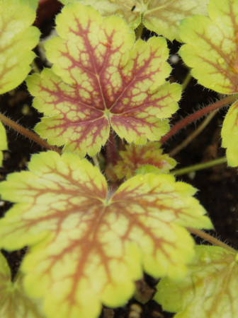 Żurawka MASTER PAINTER 'Da Vinci' Heuchera