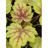 Żurawka MASTER PAINTER 'Da Vinci' Heuchera