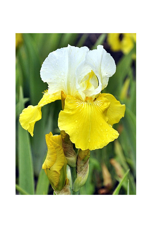 kosaciec, kosaciec amerykański, irys, iris, Kosaciec (Irys) amerykański 'Confetti'