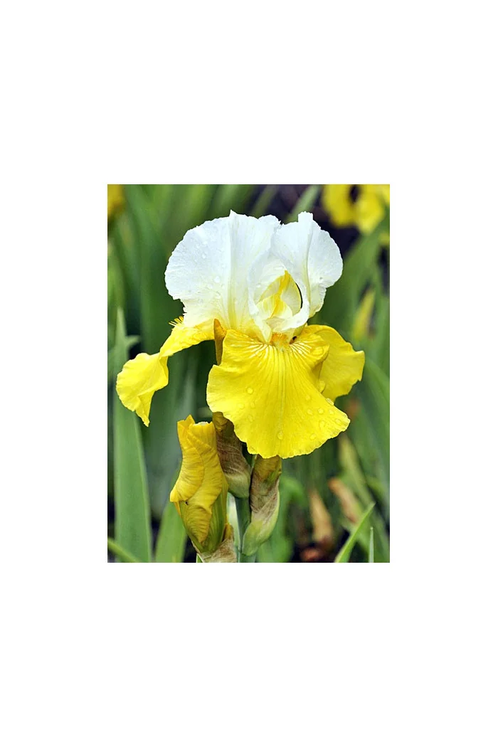 kosaciec, kosaciec amerykański, irys, iris, Kosaciec (Irys) amerykański 'Confetti'