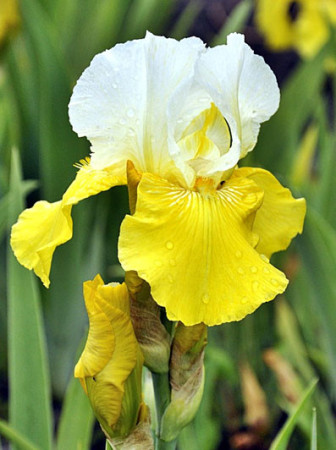 kosaciec, kosaciec amerykański, irys, iris, Kosaciec (Irys) amerykański 'Confetti'