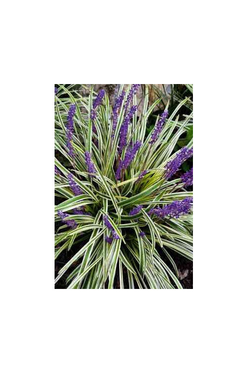 Liriope szafirkowe 'Variegata' Liriope muscari