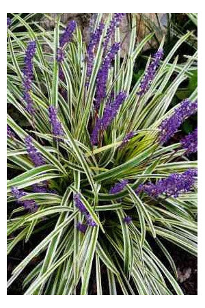 Liriope szafirkowe 'Variegata' Liriope muscari
