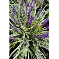 Liriope szafirkowe 'Variegata' Liriope muscari
