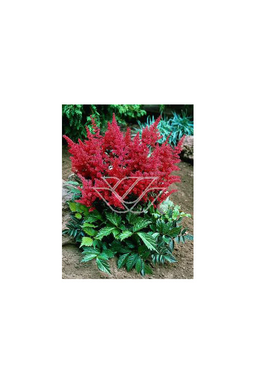 tawułka, tawułka arendsa, astilbe, astilbe arendsii, tawułka białą, tawułka Deutschland