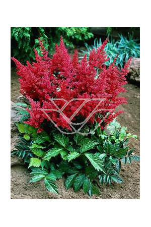 tawułka, tawułka arendsa, astilbe, astilbe arendsii, tawułka białą, tawułka Deutschland