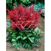 tawułka, tawułka arendsa, astilbe, astilbe arendsii, tawułka białą, tawułka Deutschland