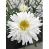 Złocień 'Sweet Daisy Rebecca' | Leucanthemum x superbum