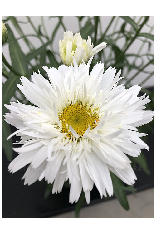 Złocień 'Sweet Daisy Rebecca' | Leucanthemum x superbum