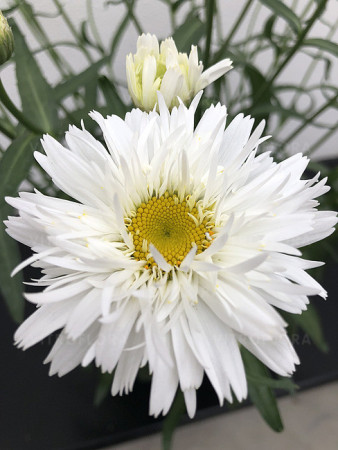 Złocień 'Sweet Daisy Rebecca' | Leucanthemum x superbum