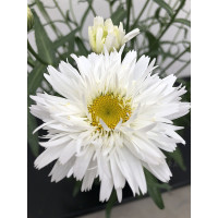 Złocień 'Sweet Daisy Rebecca' | Leucanthemum x superbum