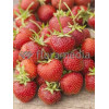 Truskawka 'Honeoye' Fragaria ananassa