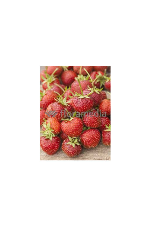 Truskawka 'Honeoye' Fragaria ananassa