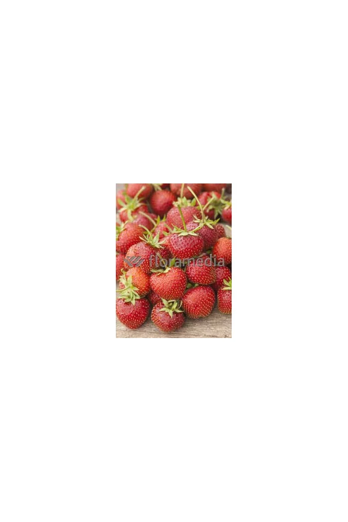 Truskawka 'Honeoye' Fragaria ananassa