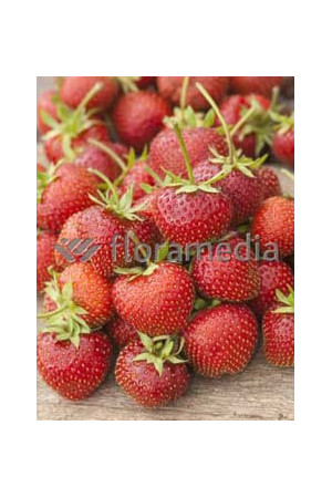 Truskawka 'Honeoye' Fragaria ananassa