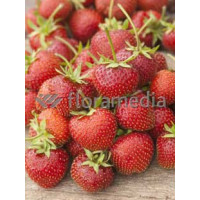 Truskawka 'Honeoye' Fragaria ananassa