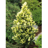Świerk biały 'Daisy's White' Picea glauca