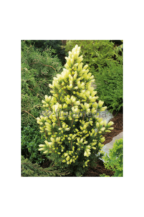Świerk biały 'Daisy's White' Picea glauca