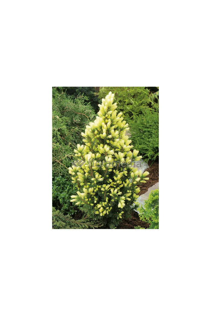 Świerk biały 'Daisy's White' Picea glauca