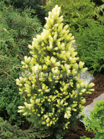 Świerk biały 'Daisy's White' Picea glauca
