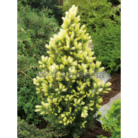 Świerk biały 'Daisy's White' Picea glauca