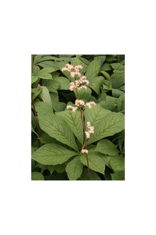 Rodgersja kasztanolistna | Rodgersia pinnata