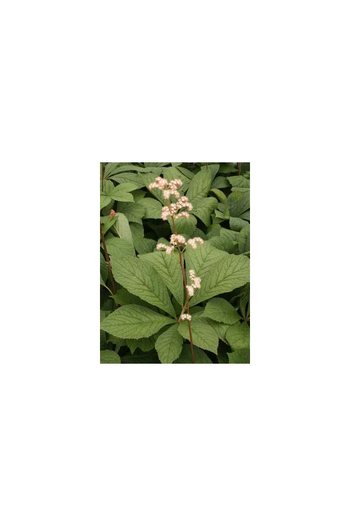 Rodgersja kasztanolistna | Rodgersia pinnata