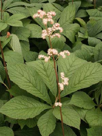 Rodgersja kasztanolistna | Rodgersia pinnata